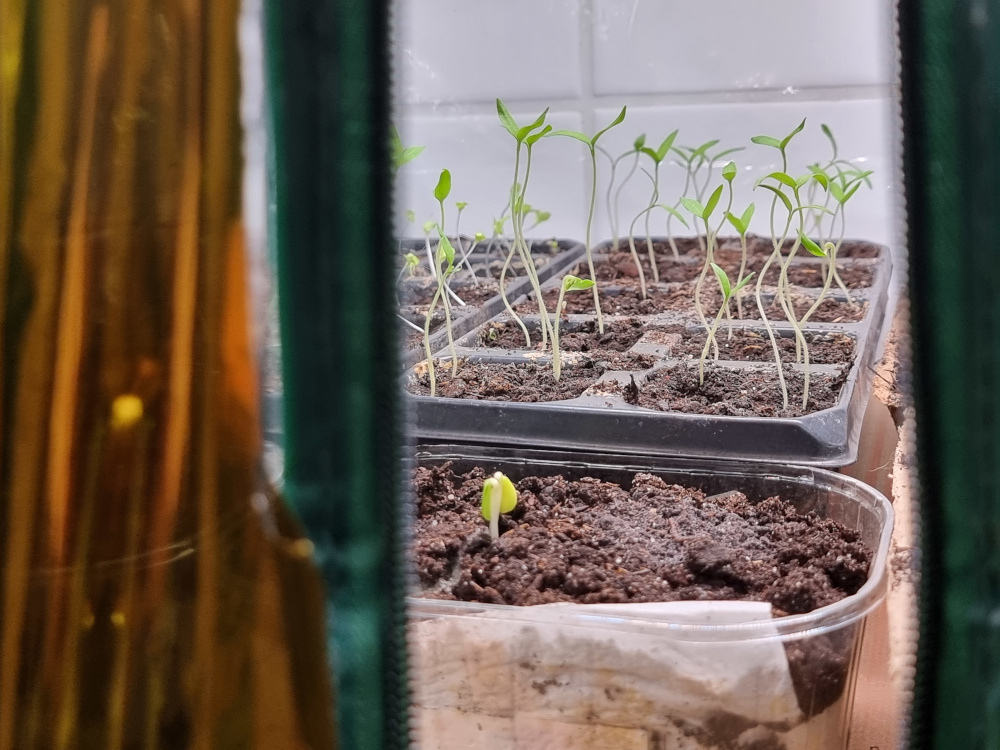 Zbudowałem growbox za 168 złotych. Po godzinie rośliny już się prostowały.