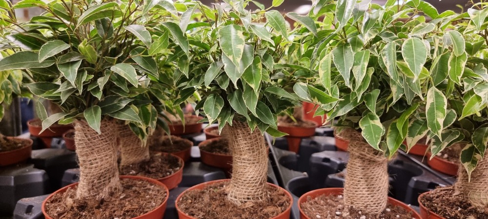 Festiwal Roślin na Stadionie Narodowym 2026 — relacja amatora z paletami