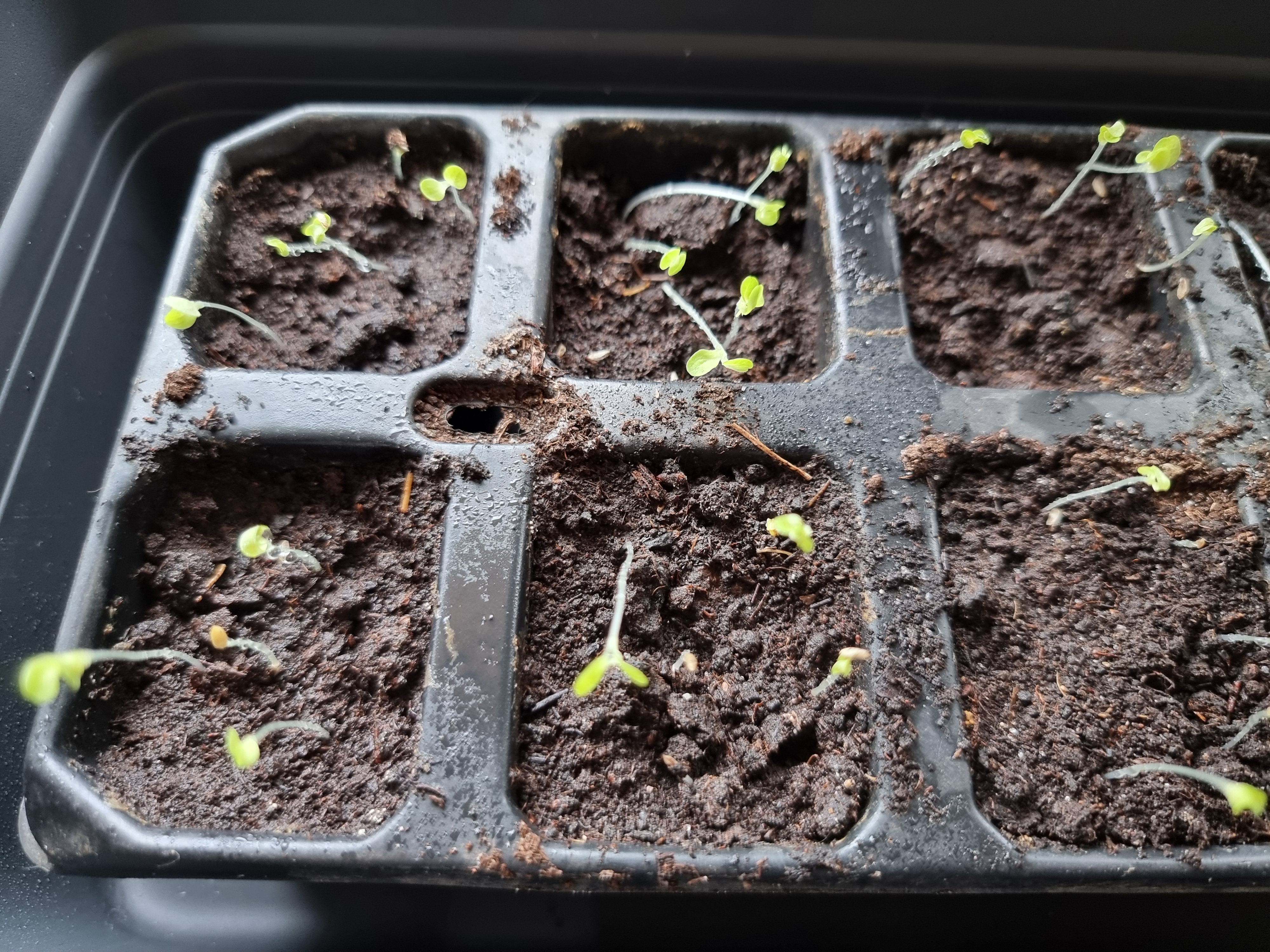 salata michalina - tygodniowy wzrost mojej sałaty 