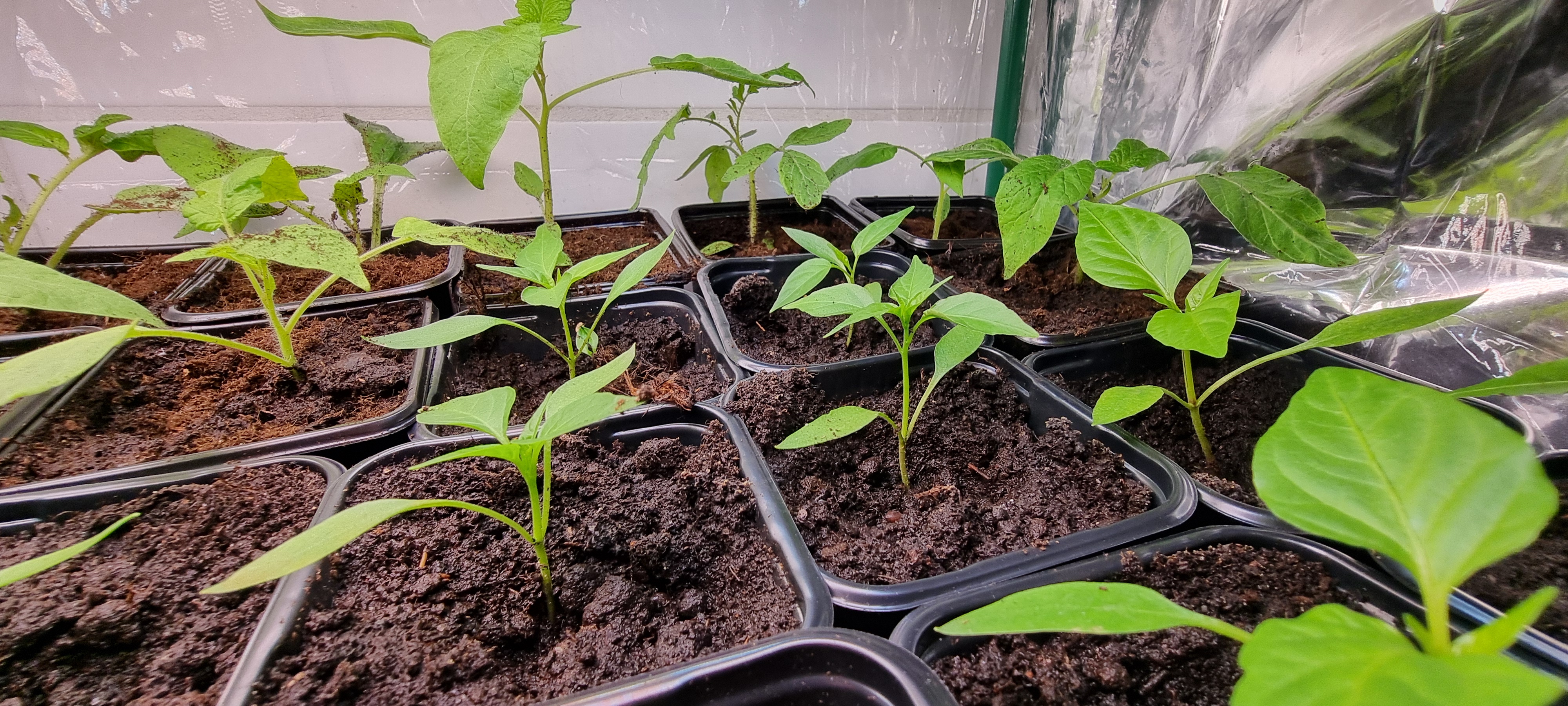 Przesiedlenie papryki