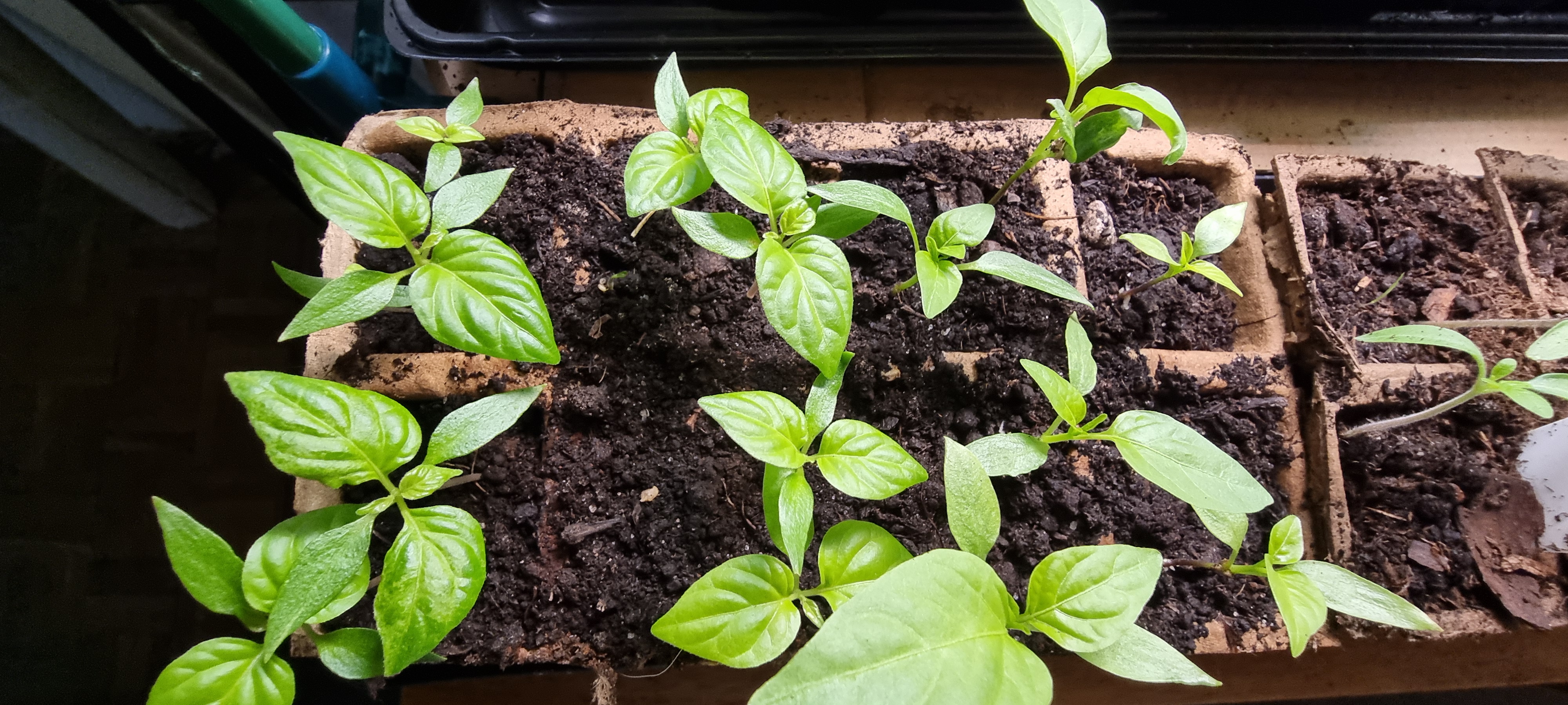 Przesiedlenie papryki