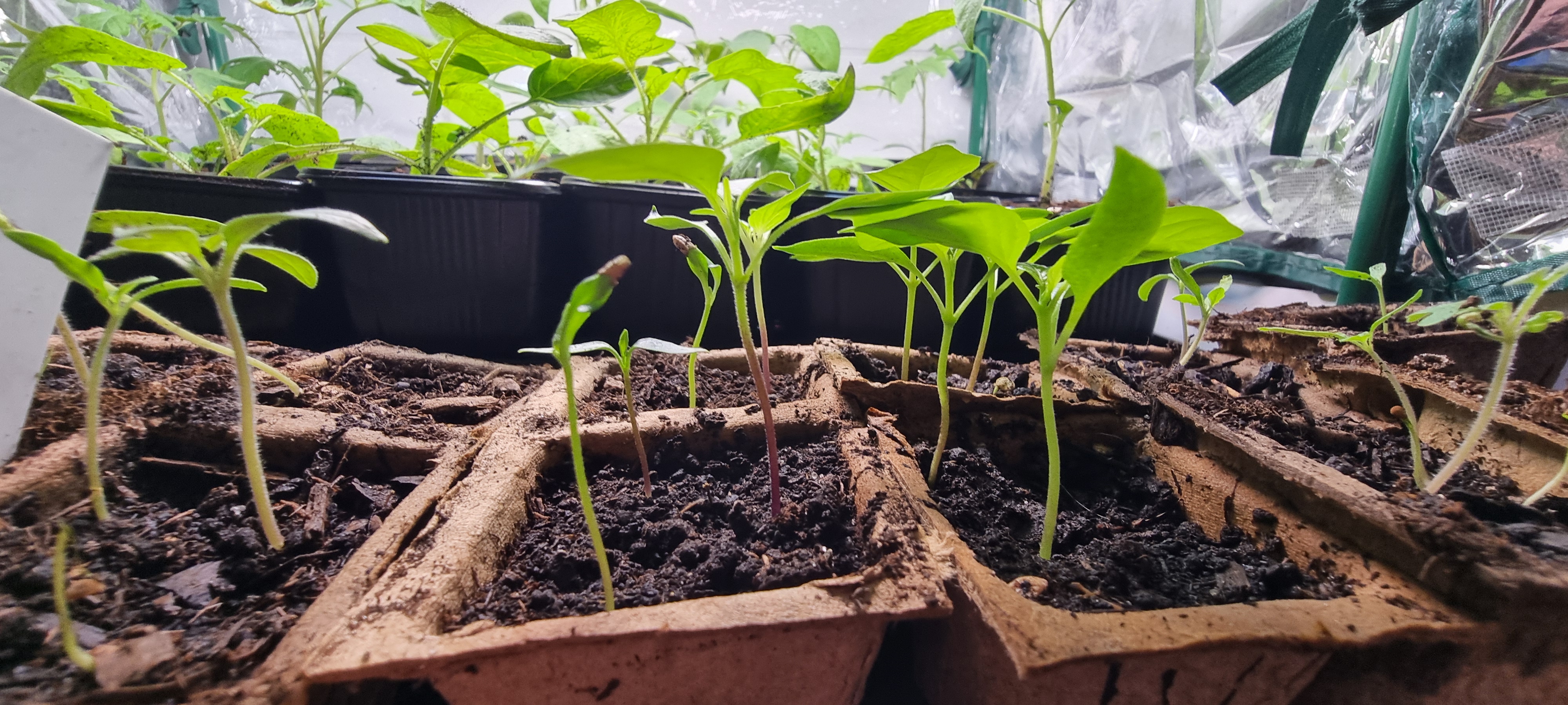 Przesiedlenie papryki