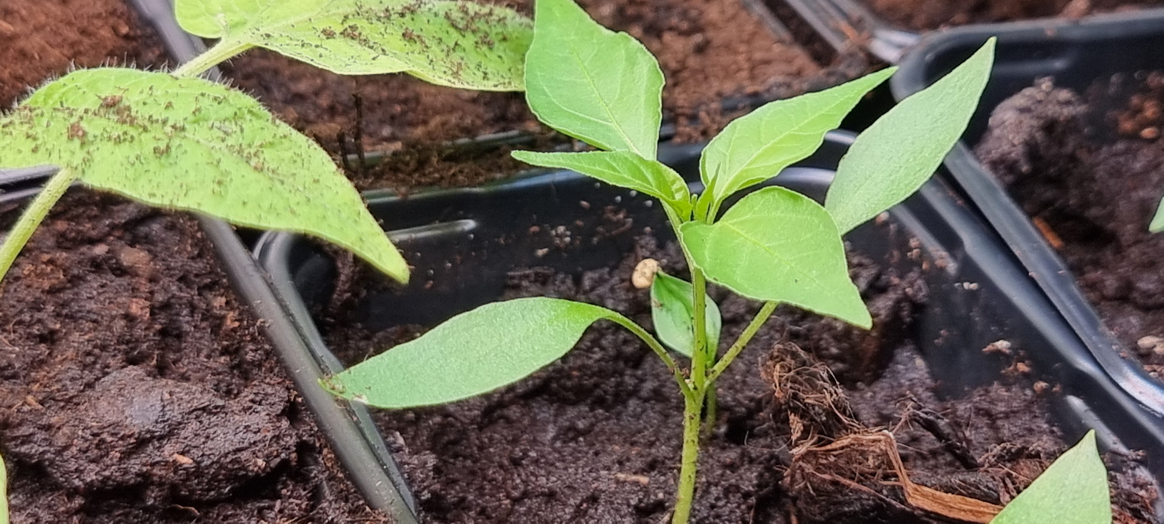 Przesiedlenie papryki