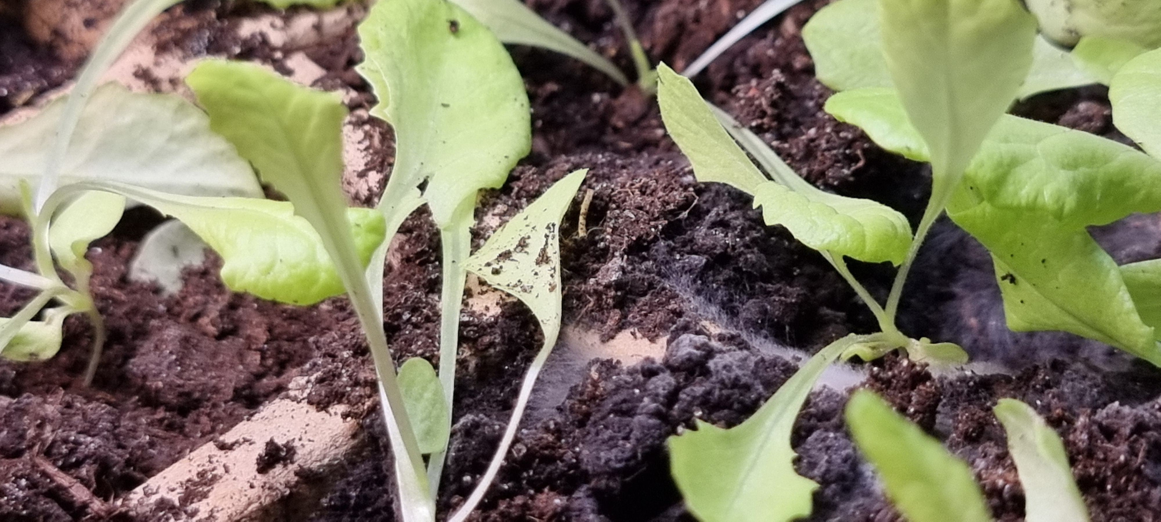 Michalina przeniesiona :)