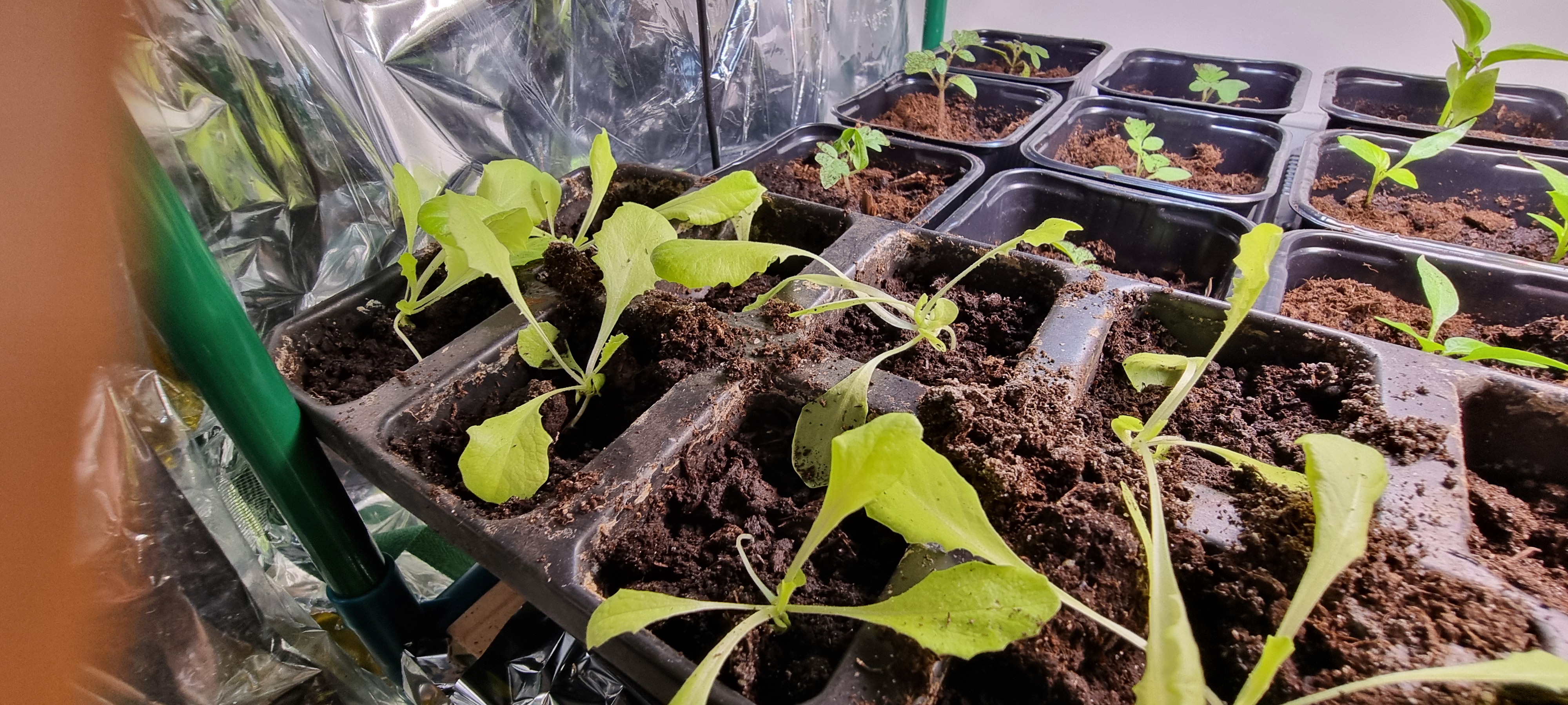 Michalina przeniesiona :)