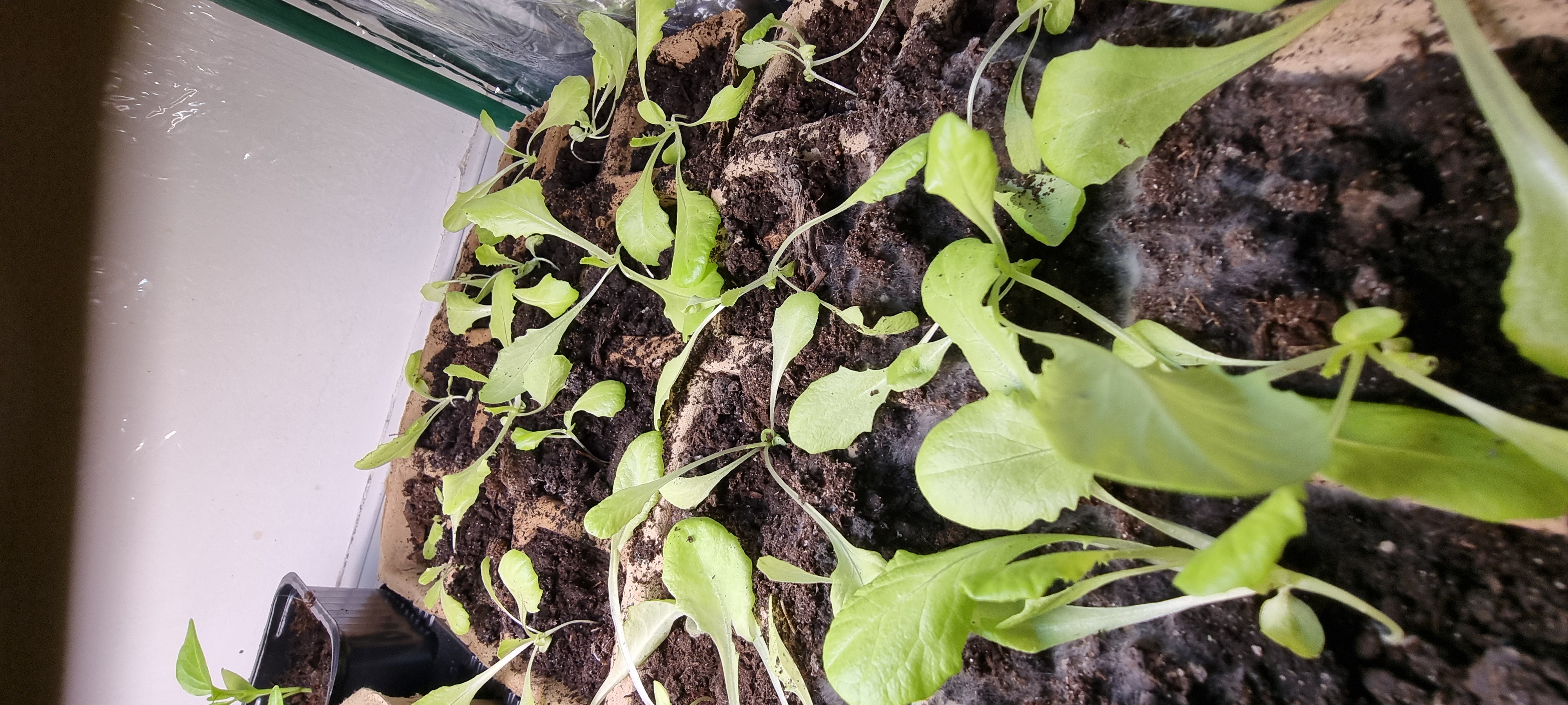 Michalina przeniesiona :)