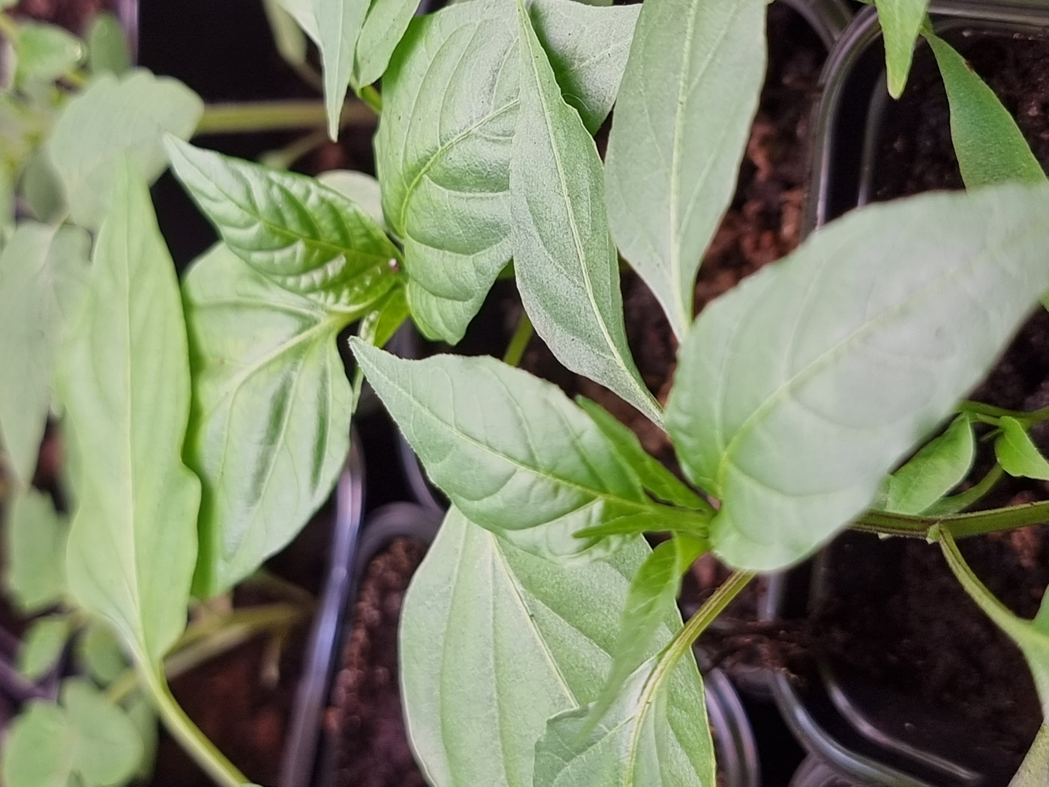 Podlanie od dołu + nawożenie