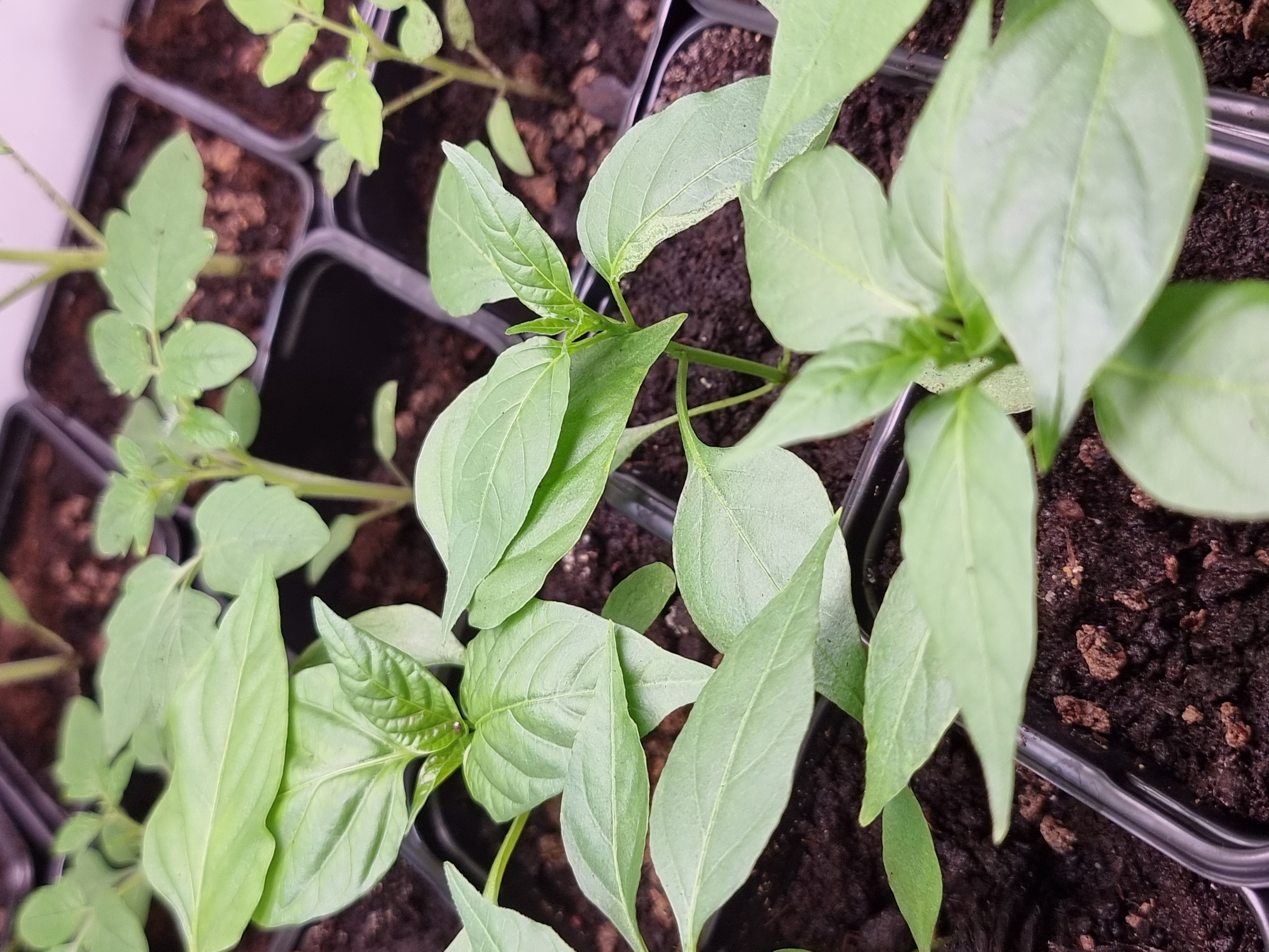 Podlanie od dołu + nawożenie