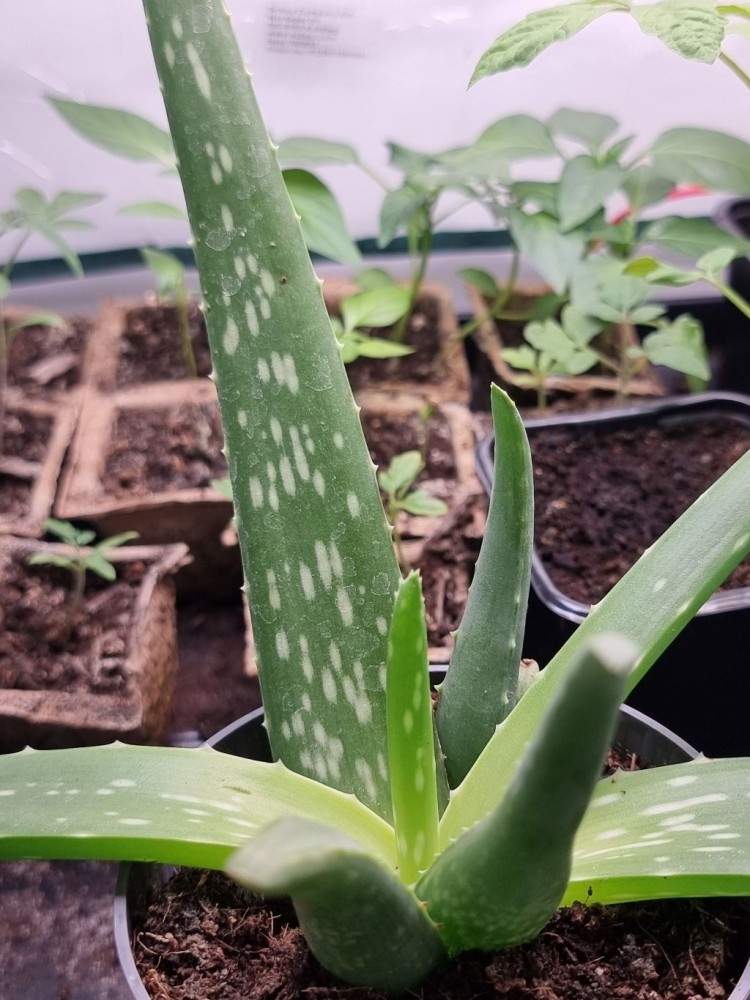 Aloes zwyczajny