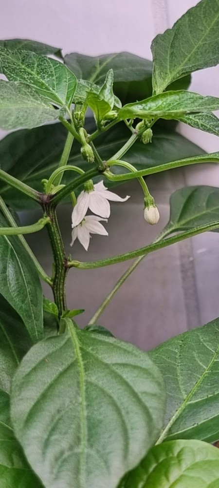 Kwiaty w growboxie - papryka :)