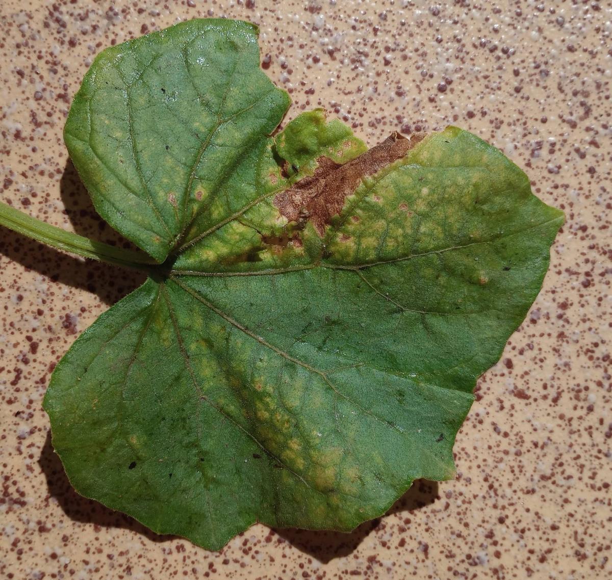 Diagnoza AI: Antrakhnoza (Antracnoza ogórka)