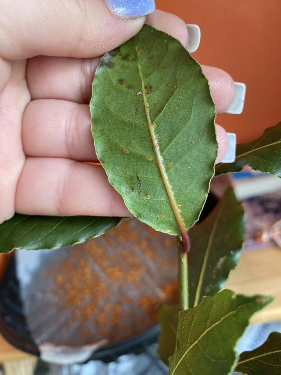 Diagnoza AI: Mączlik zachodnia (Soft Scale)