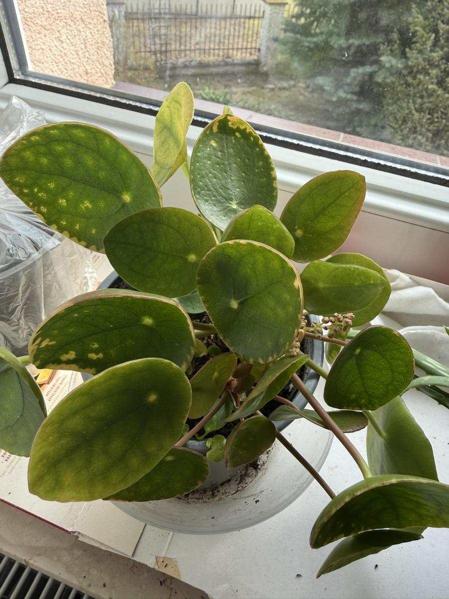 Diagnoza AI: Niedobór składników odżywczych