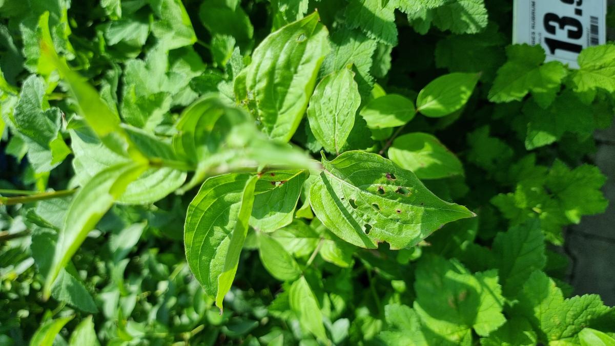 Diagnoza AI: Filoksera winorośli