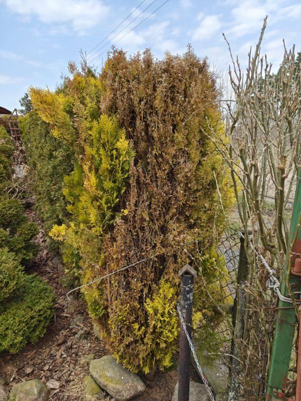 Diagnoza AI: nutrient deficiency