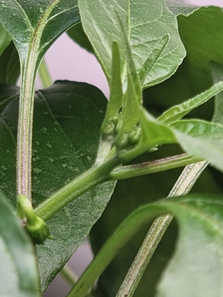 Wiem, za wcześnie ją posadziłem...