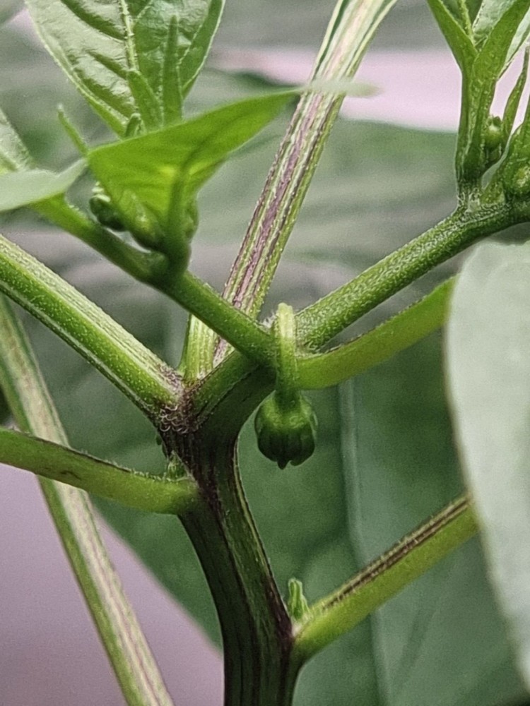 Wiem, za wcześnie ją posadziłem...