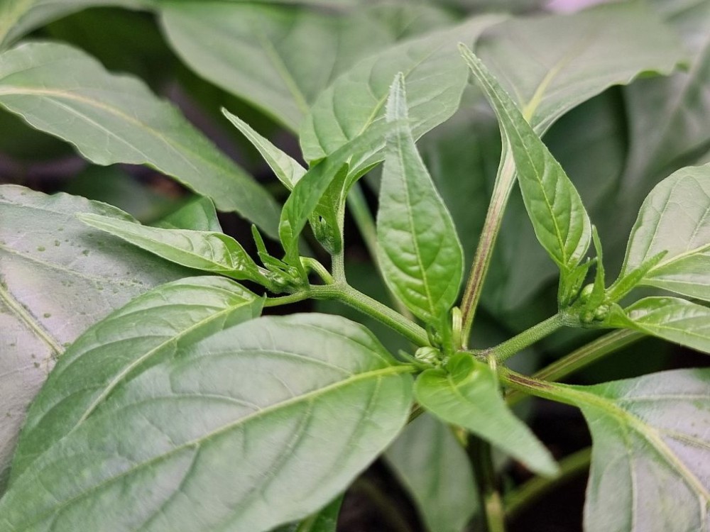 Wiem, za wcześnie ją posadziłem...