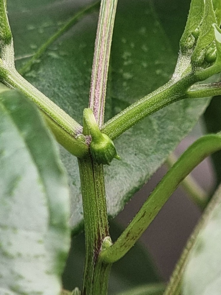 Wiem, za wcześnie ją posadziłem...