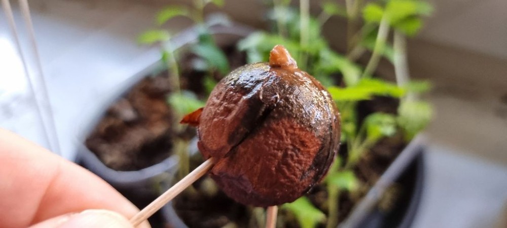 Zmiana wody i TAKA niespodzianka :)