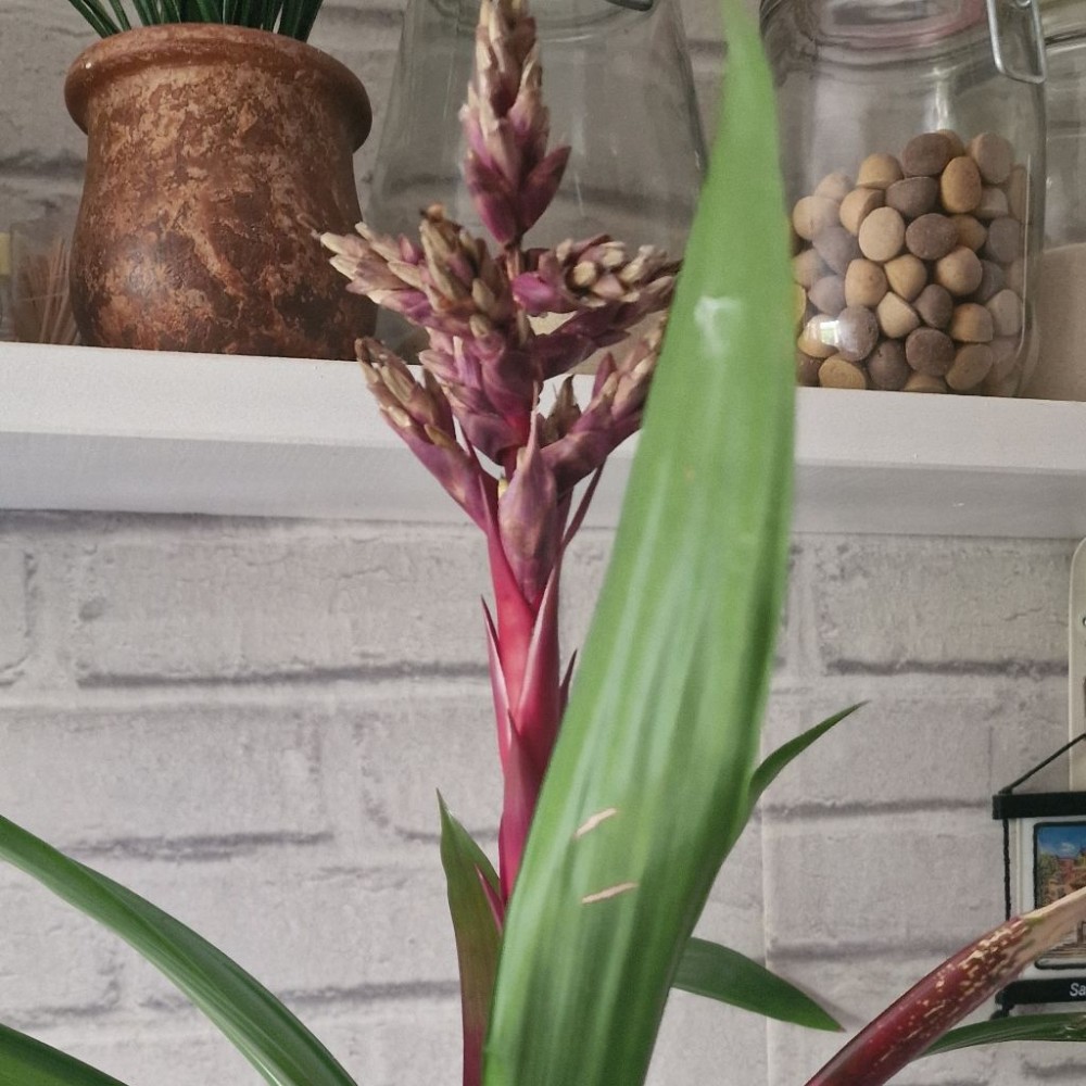 Guzmania języczkowata